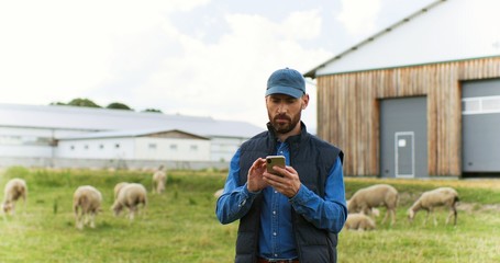 Handsome male Caucasian hands holding and texing message on smartpphone outdoors. Sheep at grazing pasture on background. Man shepherd tapping and scrolling on mobile phone. Cattle farm. © VAKSMANV