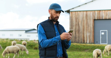 Handsome male Caucasian hands holding and texing message on smartpphone outdoors. Sheep at grazing pasture on background. Man shepherd tapping and scrolling on mobile phone. Cattle farm.