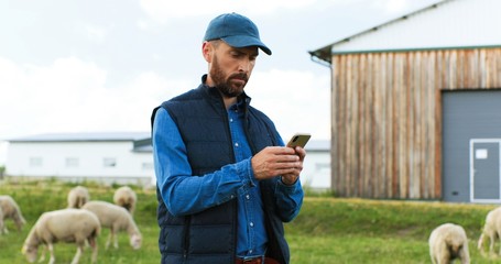 Handsome male Caucasian hands holding and texing message on smartpphone outdoors. Sheep at grazing...