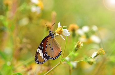 Butterfly Plain Tiger (Danaus Chrysippus) - Butterfly on a flower with a blur background. Butterflies isolated
