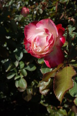 Red and White Flower of Rose 'Jubile du Prince de Monaco' in Full Bloom
