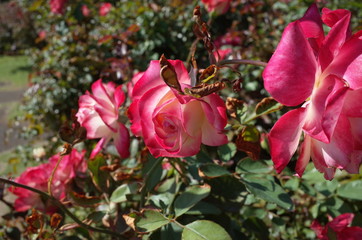 Red and White Flower of Rose 'Jubile du Prince de Monaco' in Full Bloom
