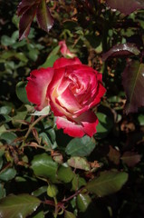 Red and White Flower of Rose 'Jubile du Prince de Monaco' in Full Bloom
