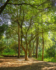 Fototapeta premium Árbol del Bosque