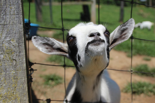 A Goat's Smile