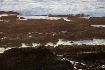 Harbor seals laying on rocks at sunset