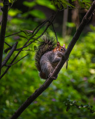 Ardilla Chapultepec
