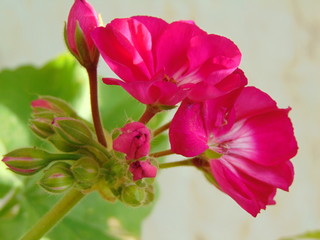 Fototapeta premium Geranios Flores