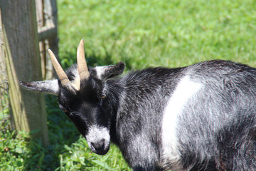 A Goat With An Attitude