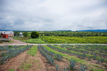 Fototapeta na wymiar landscape of agave tequila planting