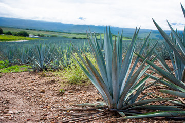 Mexican agave plant to produce tequila in a plantation in the countryside