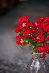 Ruby Red Crepe Myrtle Blossoms