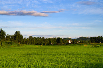 green field and blue sky with clouds
