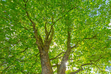 Obraz premium Leuchtendgrüner Baum mit Sonne