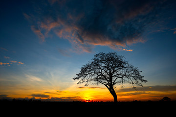 Fototapeta na wymiar Dark tree on open field dramatic sunrise.African sunset with a tree.
