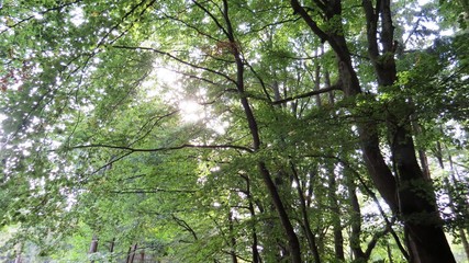 Fototapeta premium Im Wald