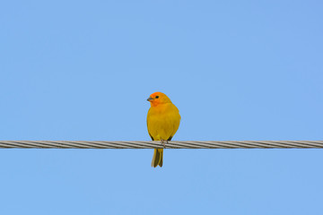 p&aacute;jaro sobre cuerda de energ&iacute;a