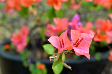 Red Bougainvillea in the garden park in the city