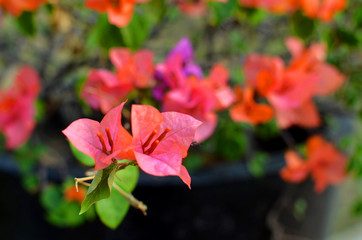 Red Bougainvillea in the garden park in the city