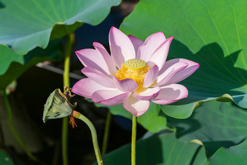 Beauty pink lotus or water lily is in closeup in lotus pond