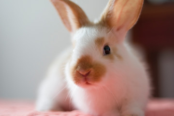 little white rabbit on a bed