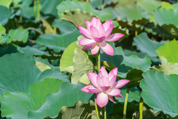 Beauty pink lotus or water lily is in closeup in lotus pond