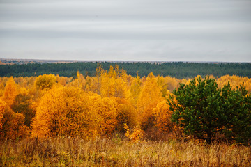 Autumn forest on cloudy day. Beautiful yellow trees.