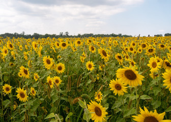 Sunflowers in a Field During a Sunny Day