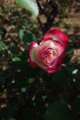 Red and White Flower of Rose 'Jubile du Prince de Monaco' in Full Bloom
