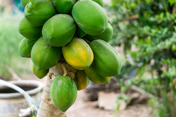 Papaya Fruit on tree