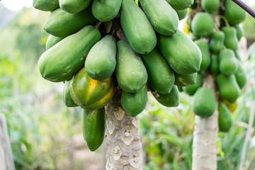 Papaya Fruit on tree