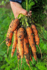 bunch of carrots