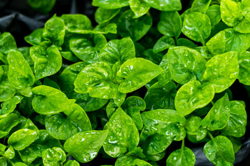 Fresh green Brazilian spinach plant