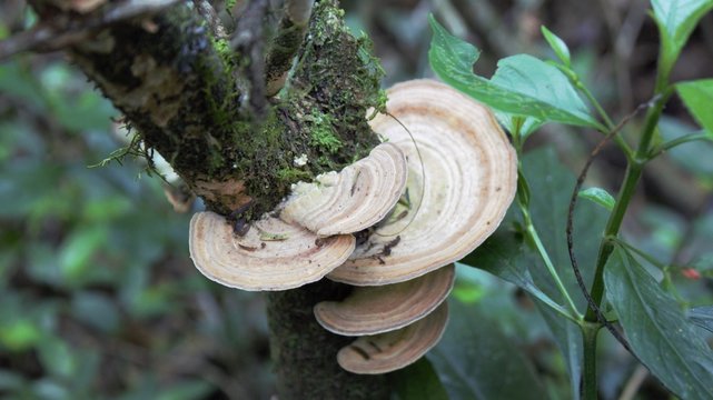 Fungo orelha de pau