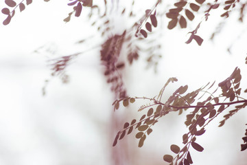ethereal leaves on white background