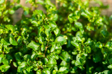 Obraz premium Red watercress growing in the garden, Fresh organic plant vegetables