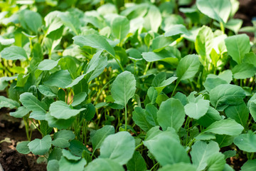 Chinese kale vegetable