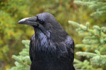 Close Up of a Watchful Raven
