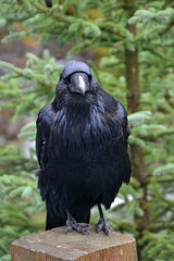 A Large Raven Perched on a Post