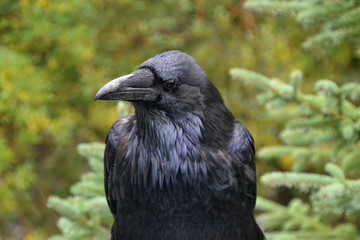 Close Up of a Watchful Raven