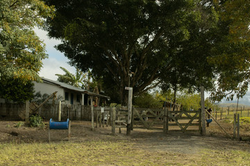 little house with trees