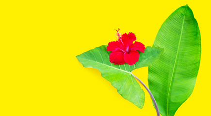Hibiscus flower on green taro  leaf with heliconia leaf on yellow background.