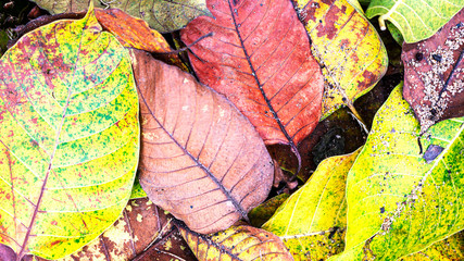 Image of old & young fallen leafs on the ground in a park