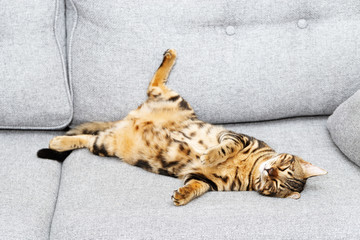 Bengal young cat is sleeping on gray sofa, cute tabby kitten funny lying on couch.