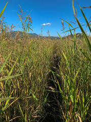 field with blue sky