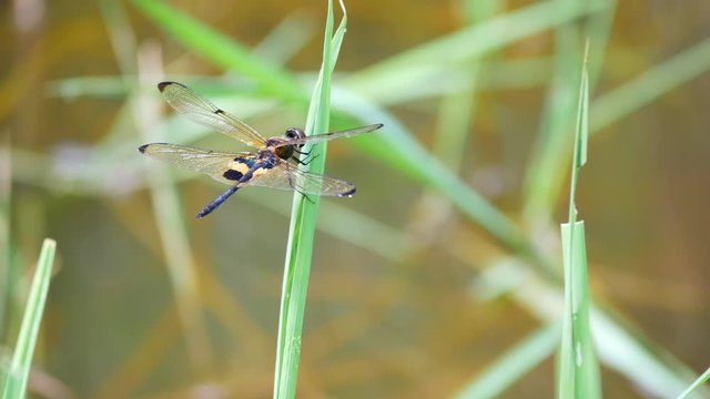 Rhyothemis phyllis (Yellow-barred flutterer) perching in the grass. It is a species of Odonata in the family skimmers. It is associated with freshwater habitat.

