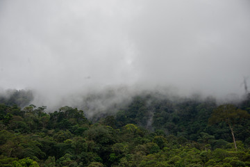 Fototapeta na wymiar verde, niebla, forest, árboles