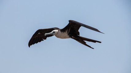 Gaviotas y aves  volando sobre el mar