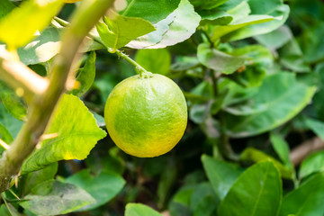 fresh lemon on tree