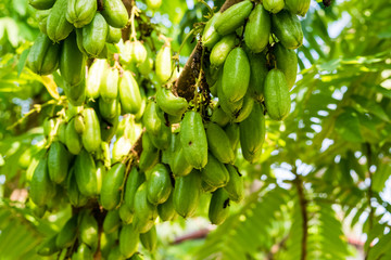 Averrhoa bilimbi fruit